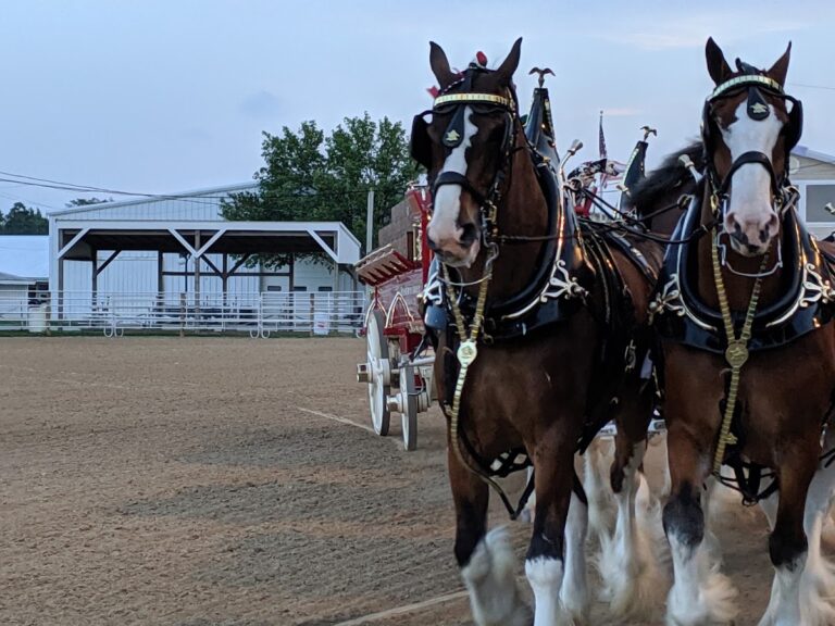 findlay flea market 1 768x576